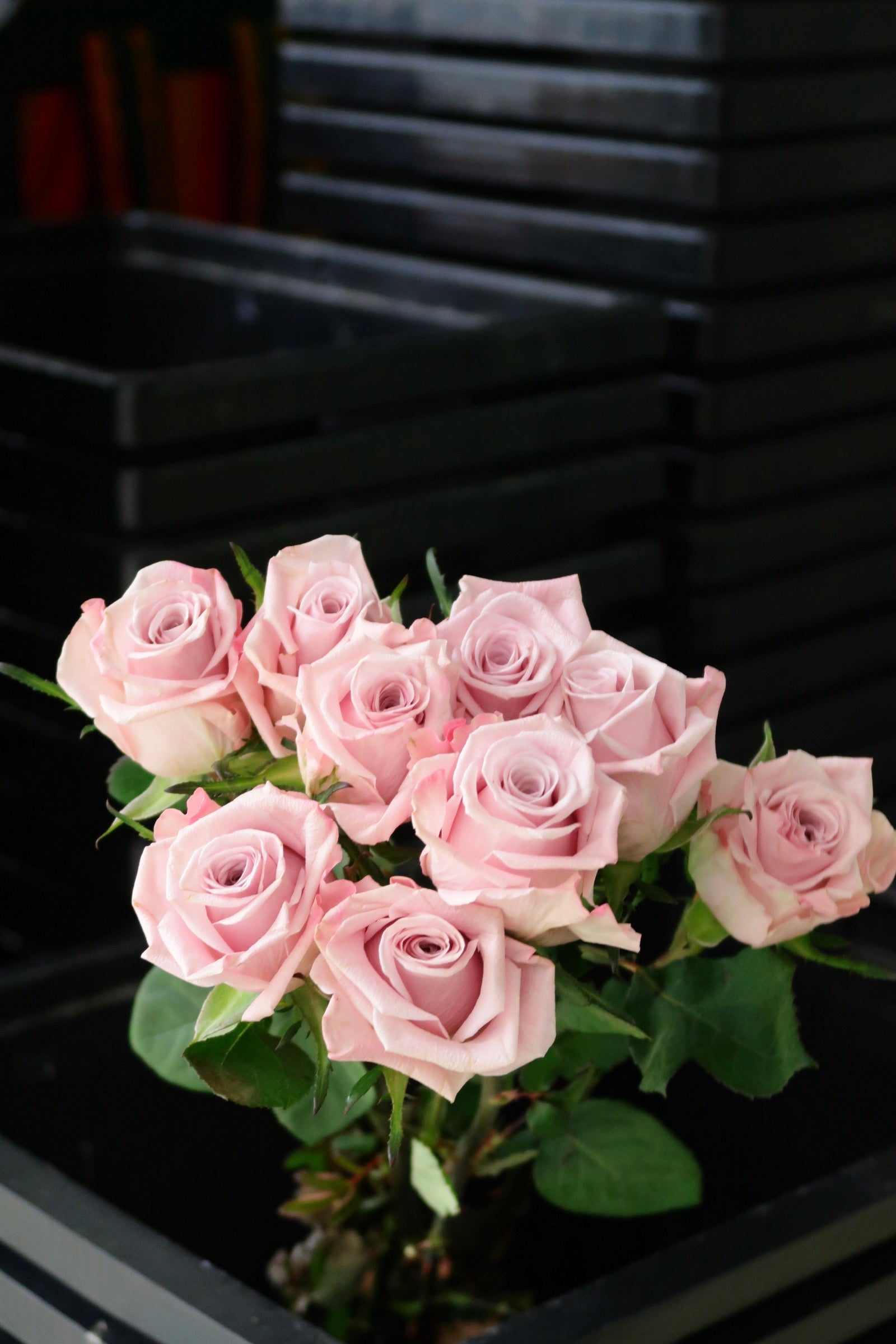 Rose - Sweet Manta