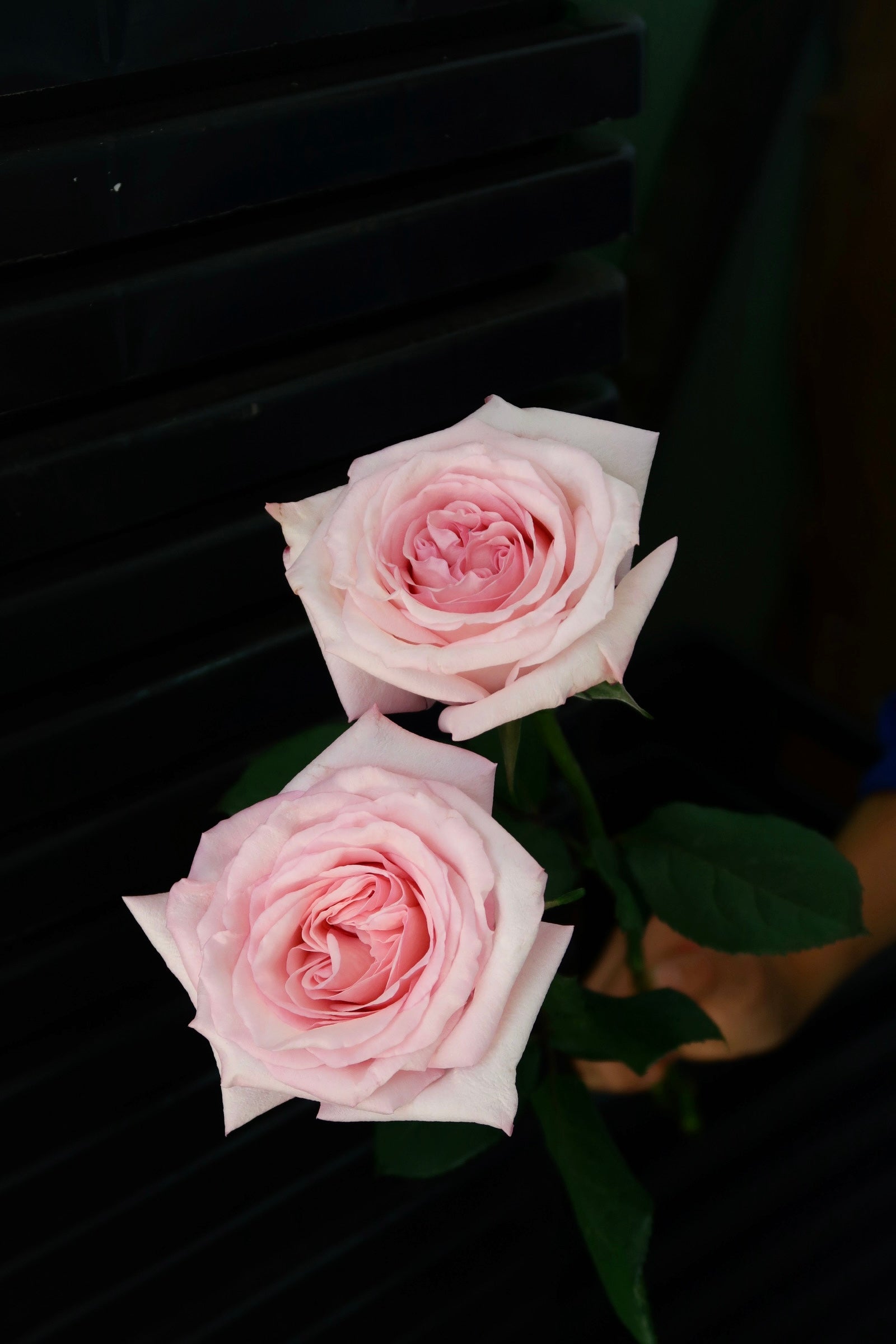 Rose - Litchi Pink