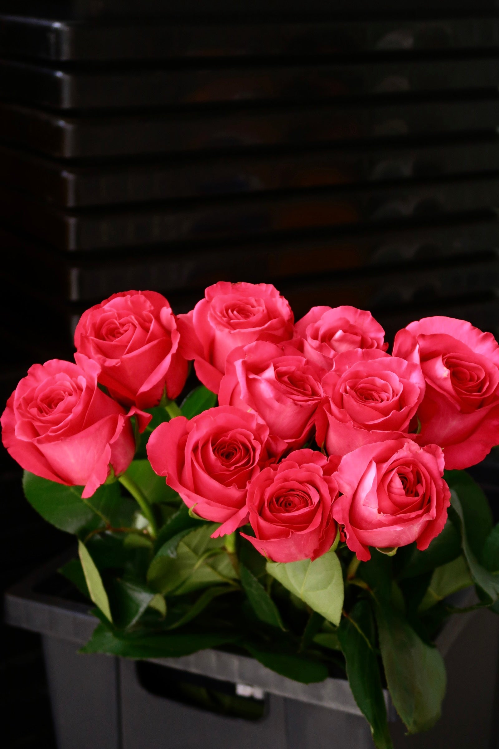 Rose - Pink Flyod