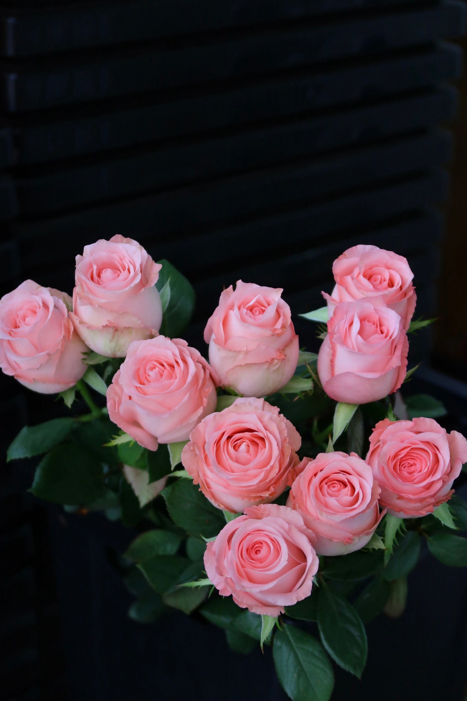 Rose - Diana