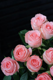 Rose - Diana