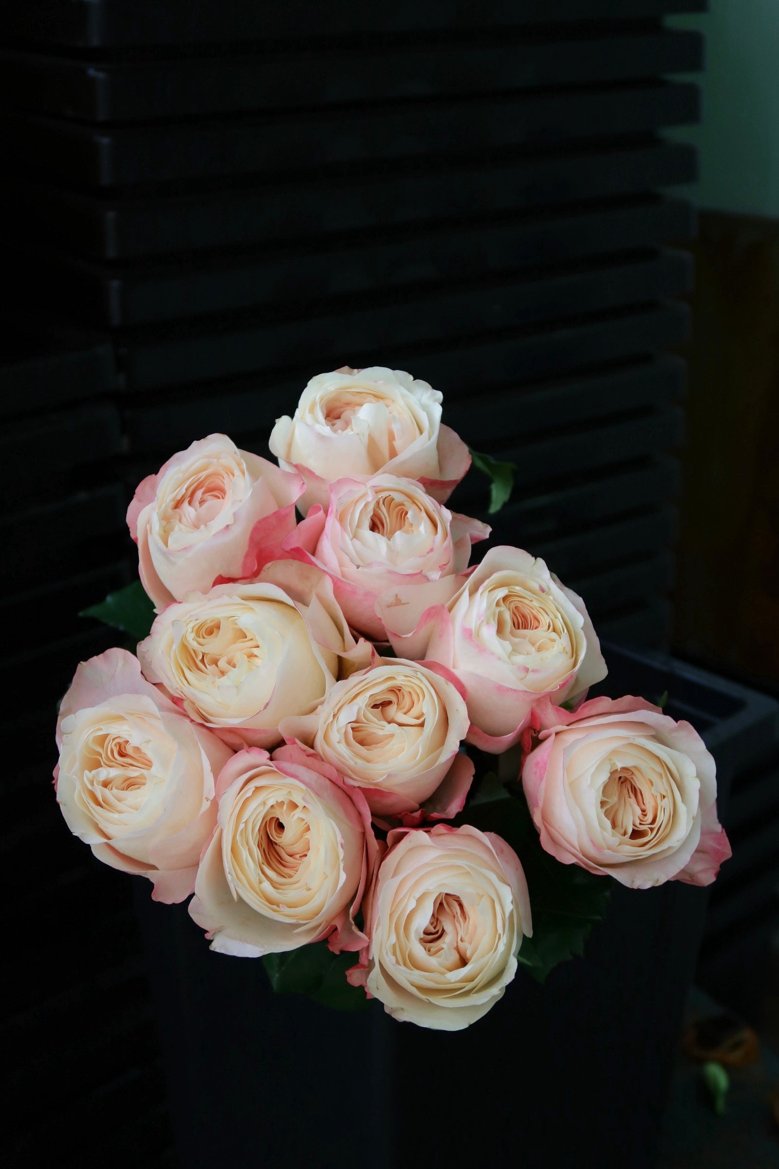 Rose - Catherine