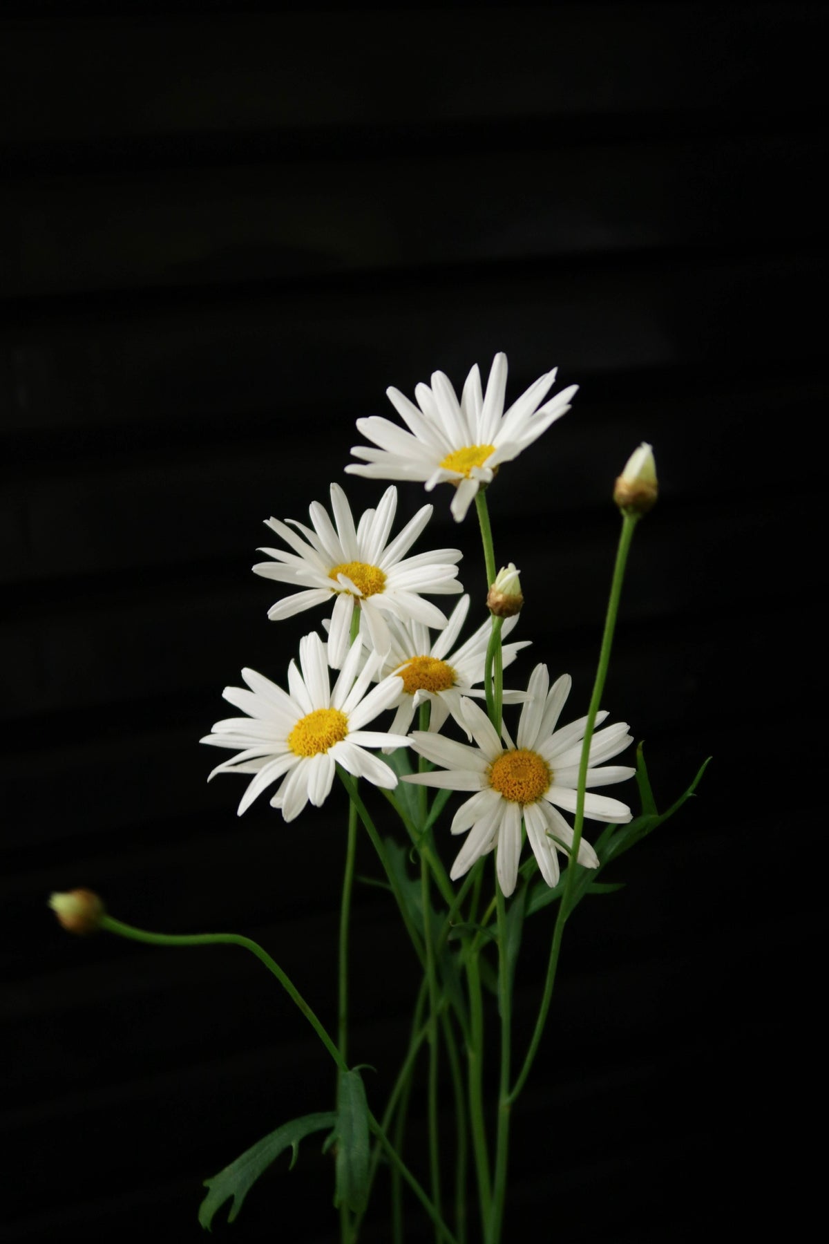 Leucanthemum
