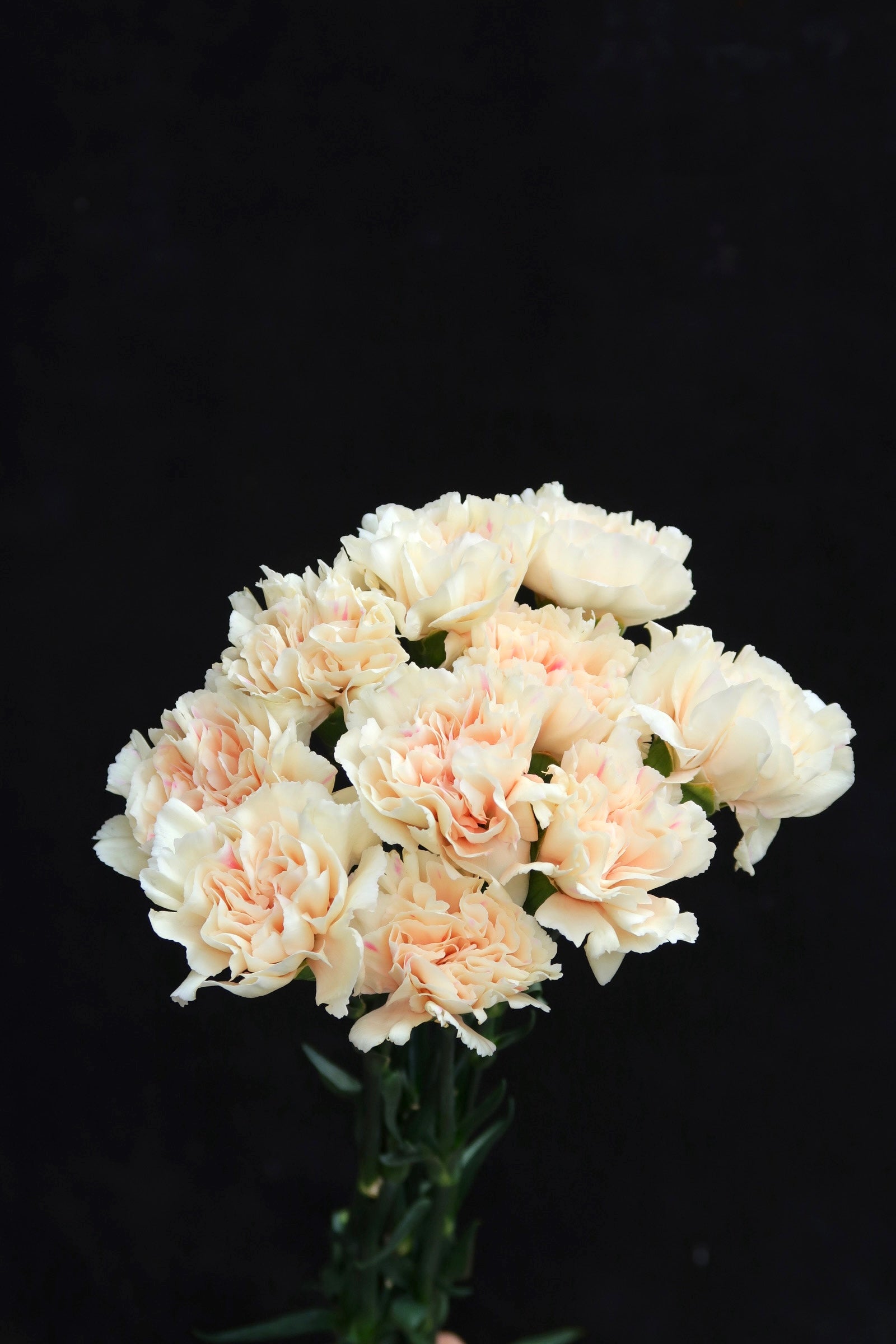 Carnation - First Kiss
