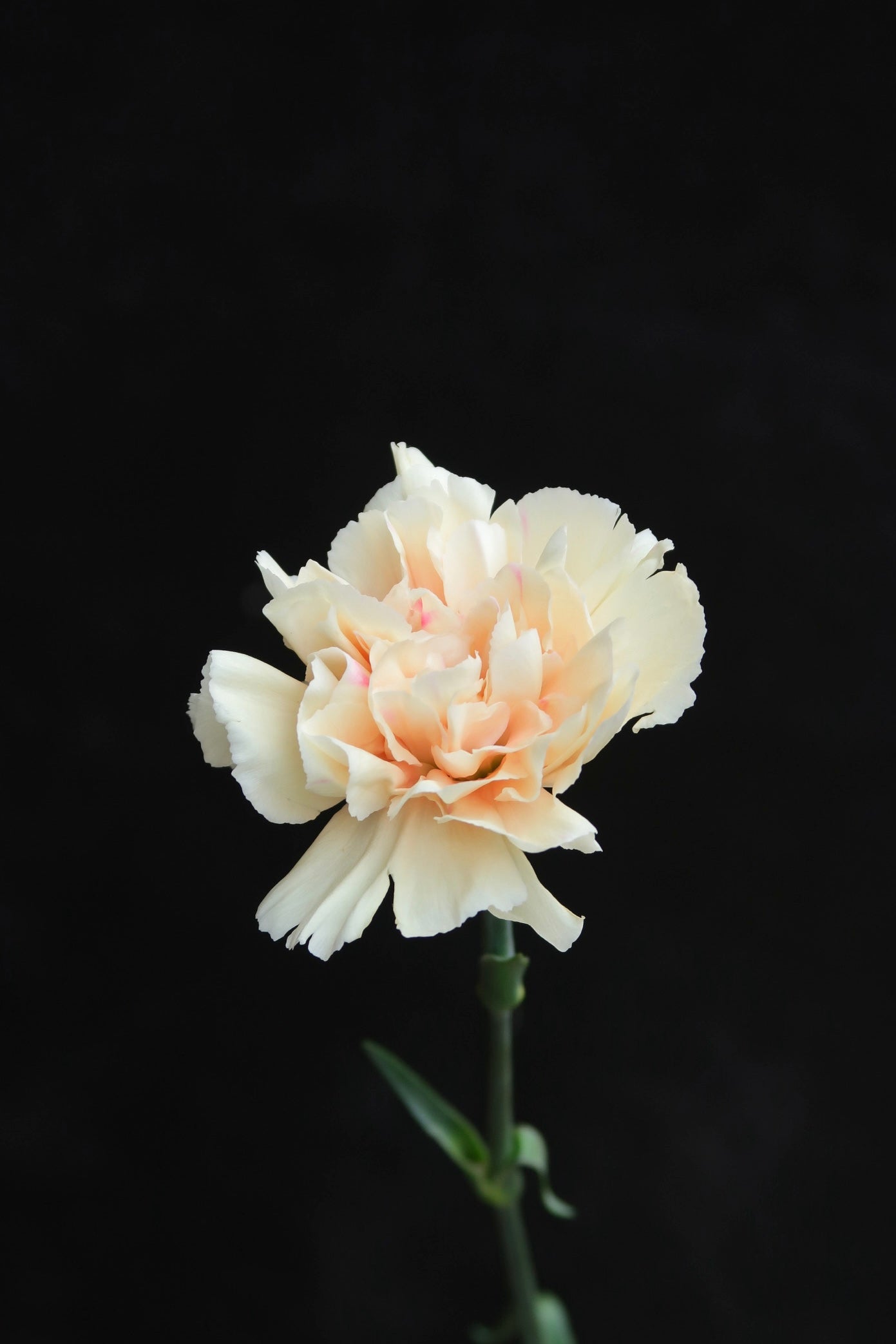 Carnation - First Kiss