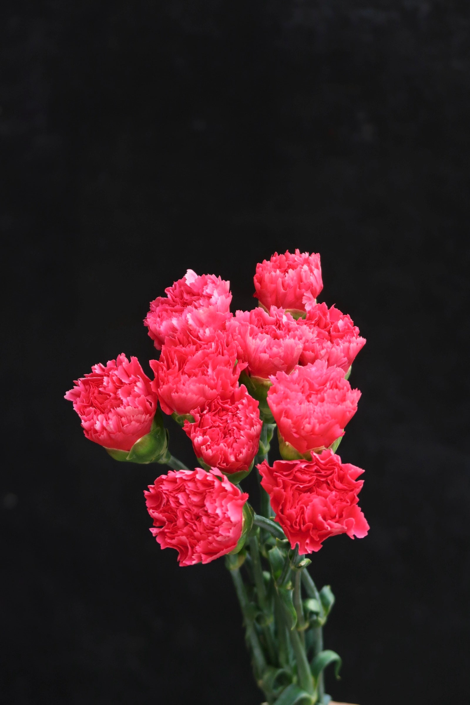 Carnation - Hot Pink
