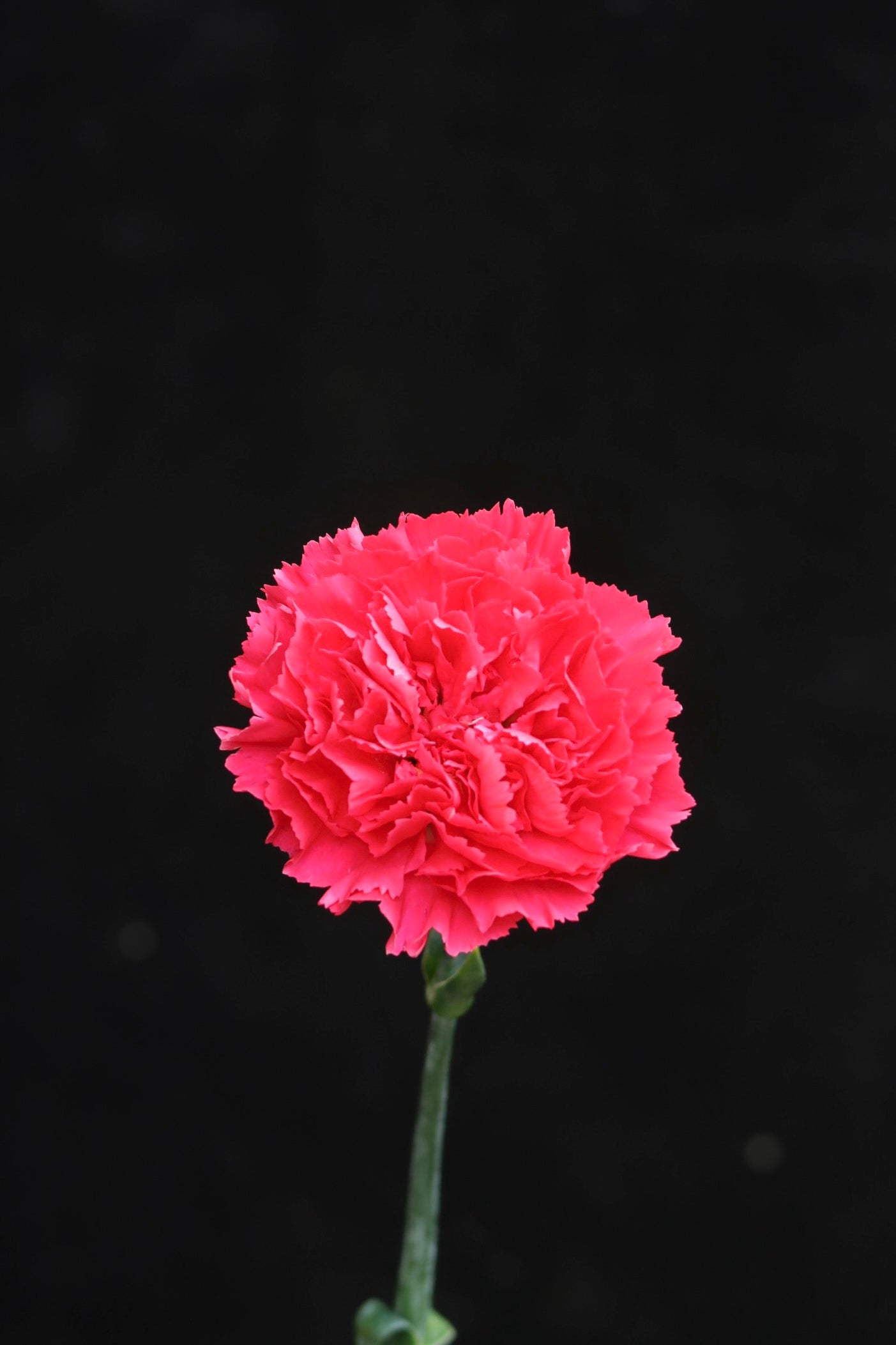 Carnation - Hot Pink