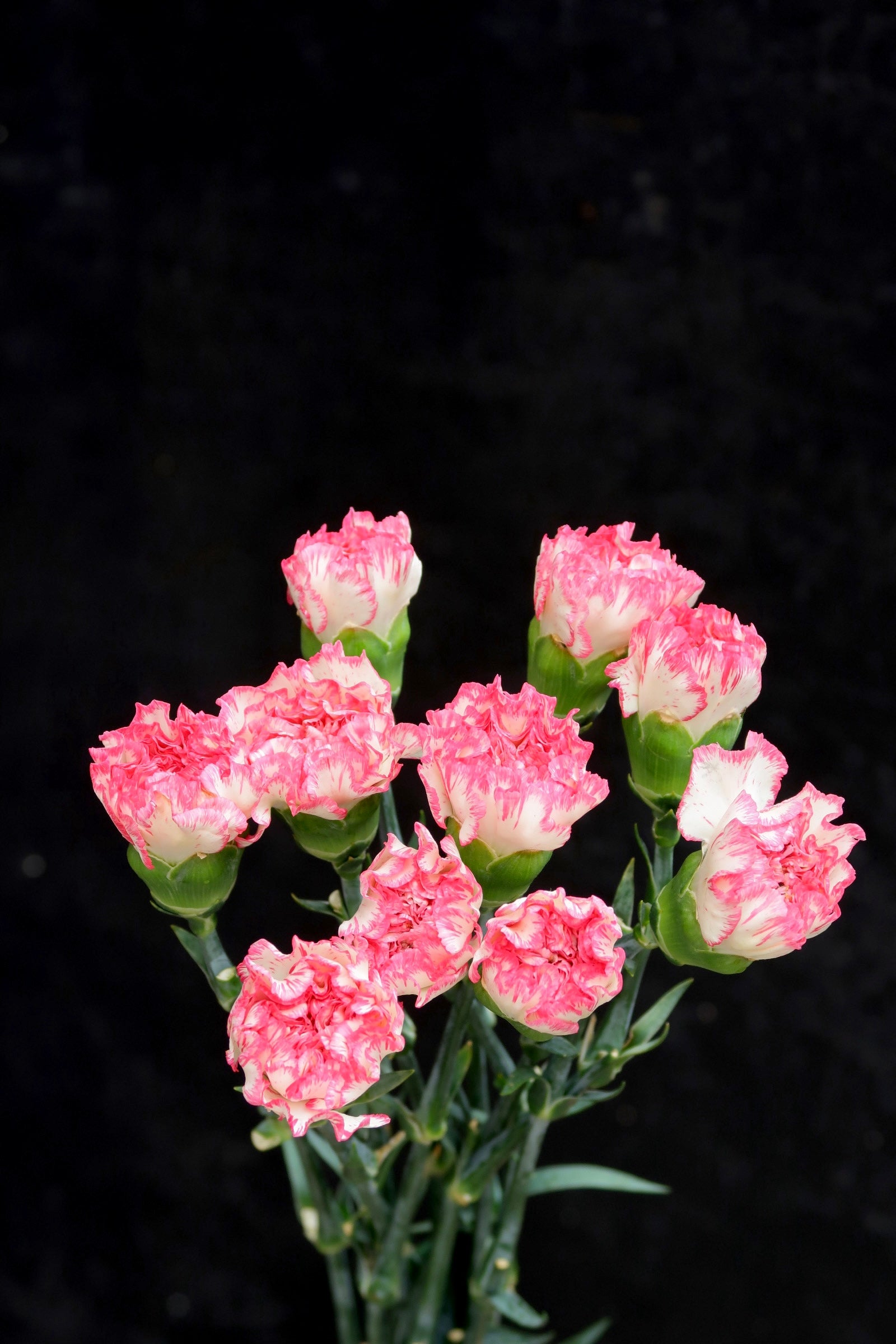 Carnation - White/Pink