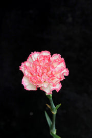 Carnation - White/Pink