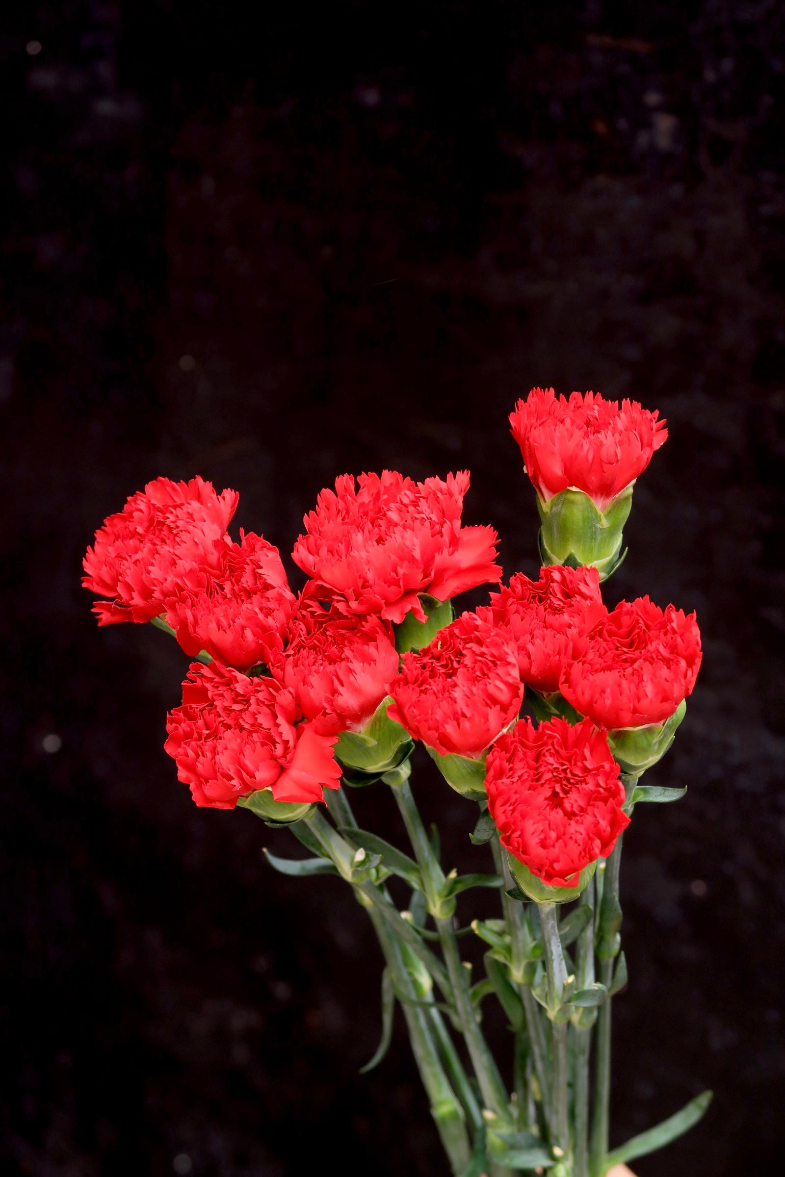Carnation - Red