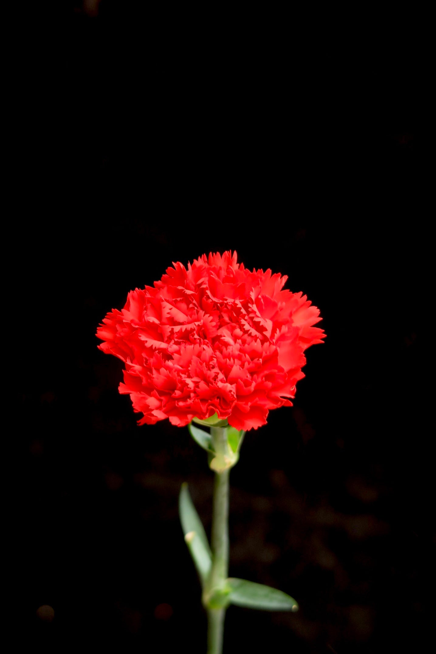 Carnation - Red