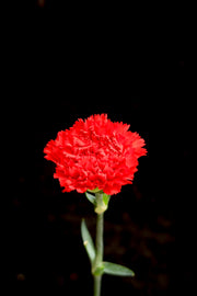 Carnation - Red