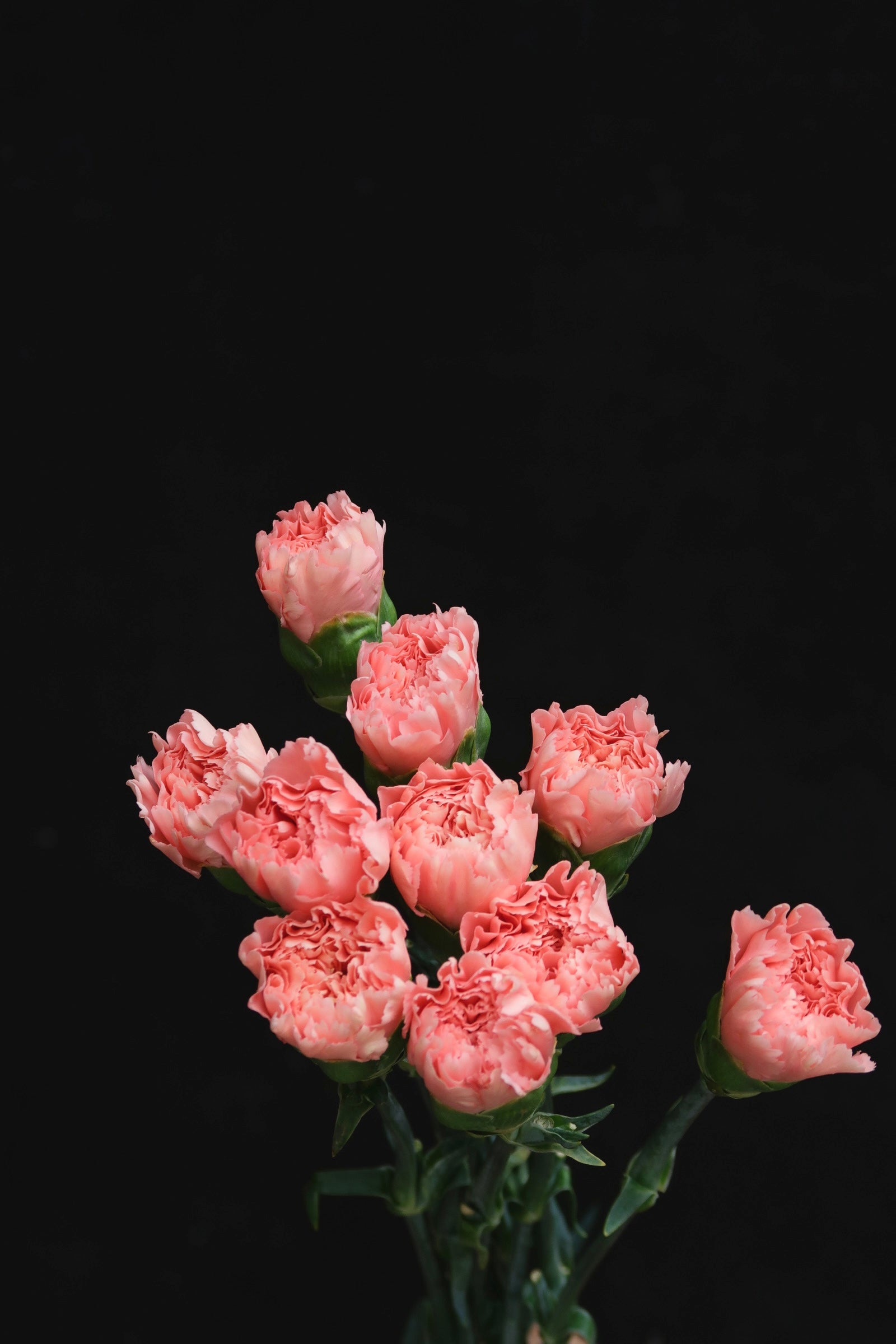 Carnation - Pink
