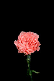 Carnation - Pink