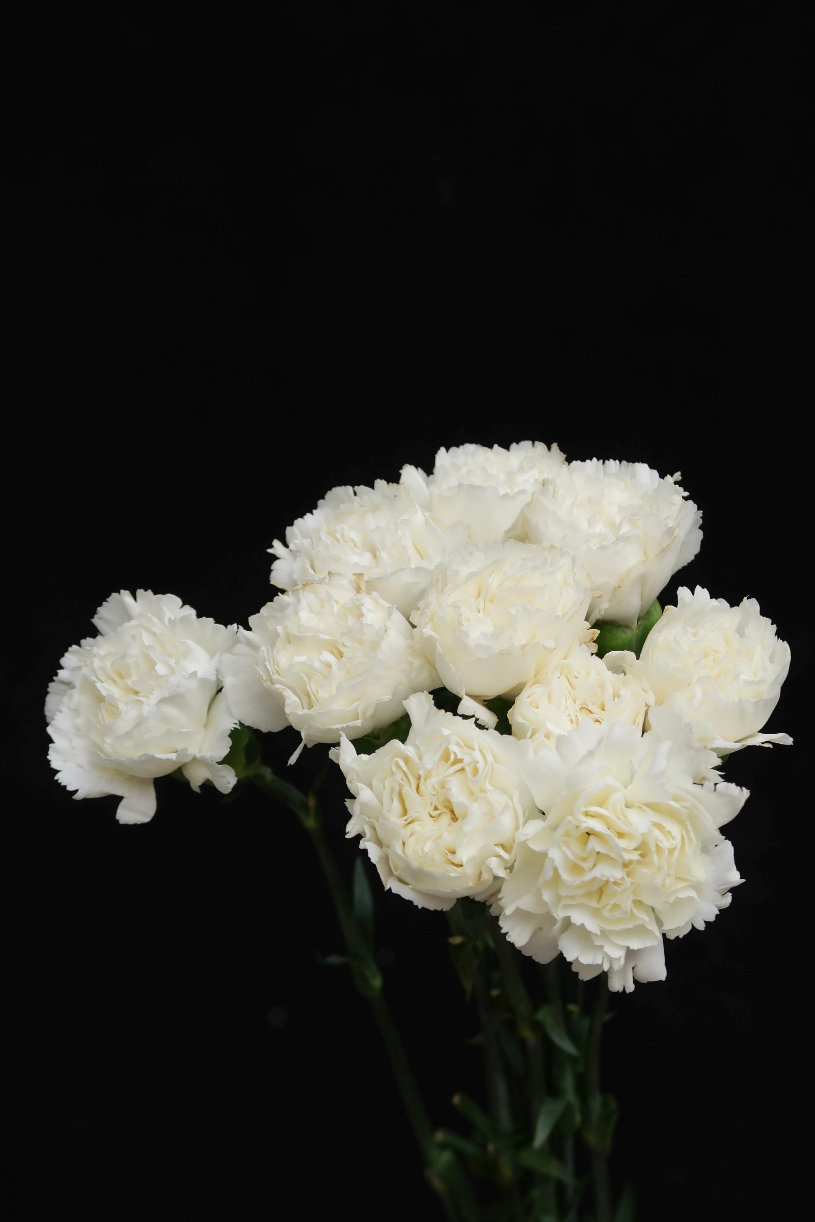Carnation - White