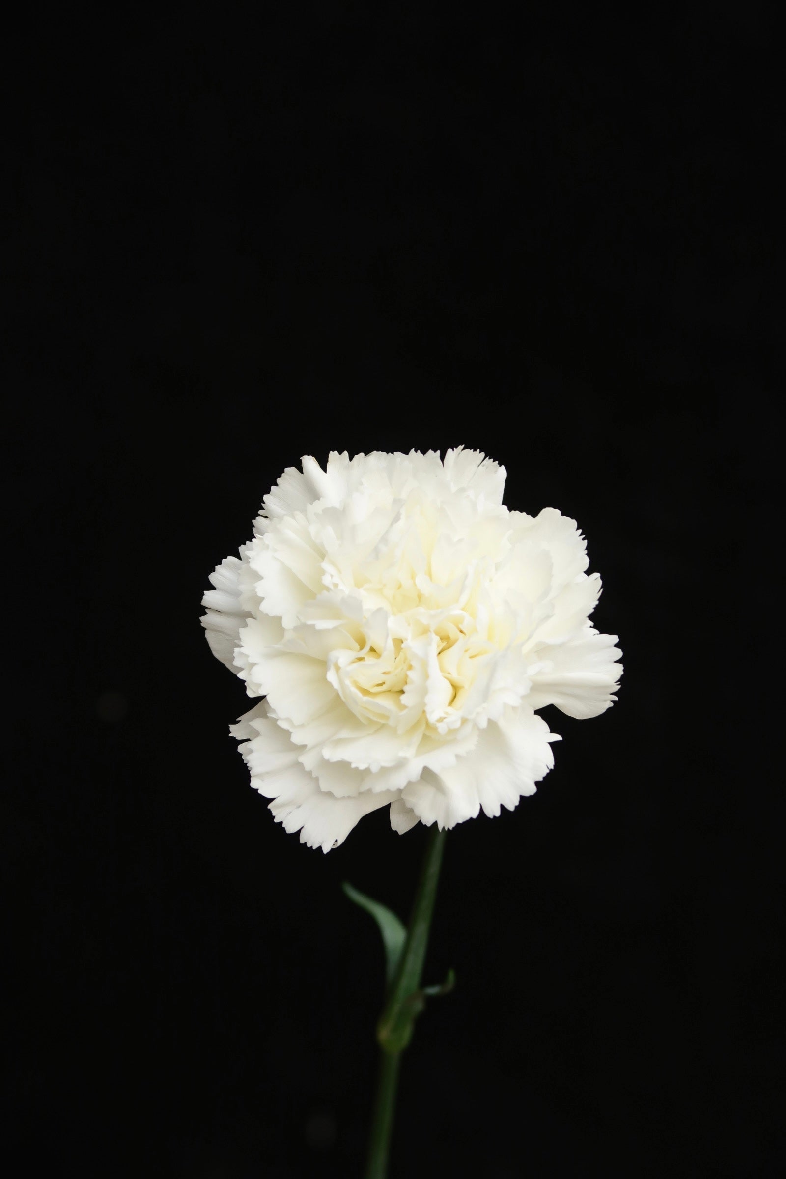 Carnation - White