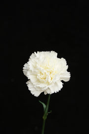 Carnation - White
