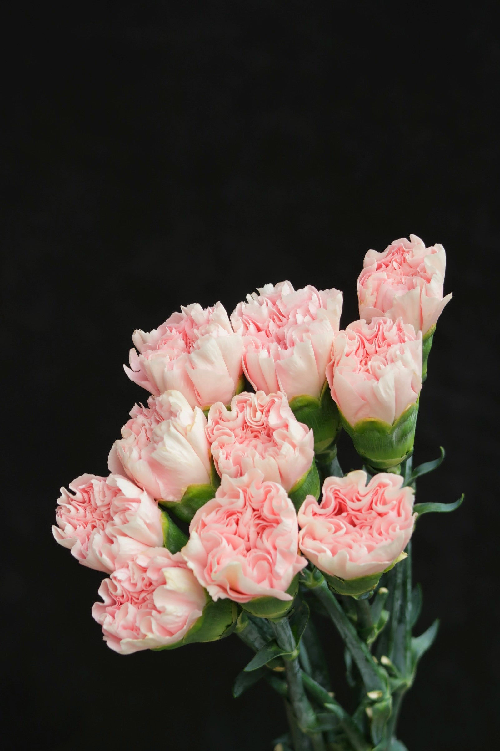Carnation - Damina Light Pink