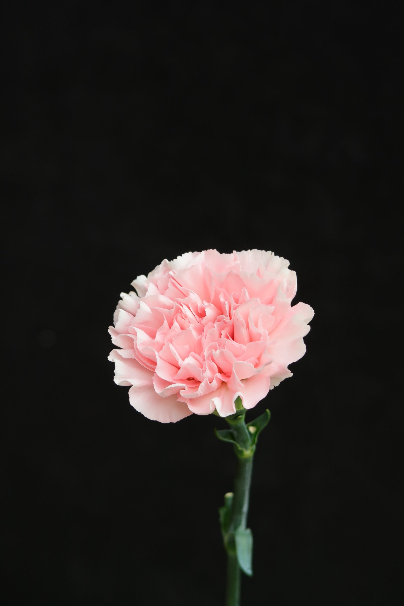 Carnation - Damina Light Pink