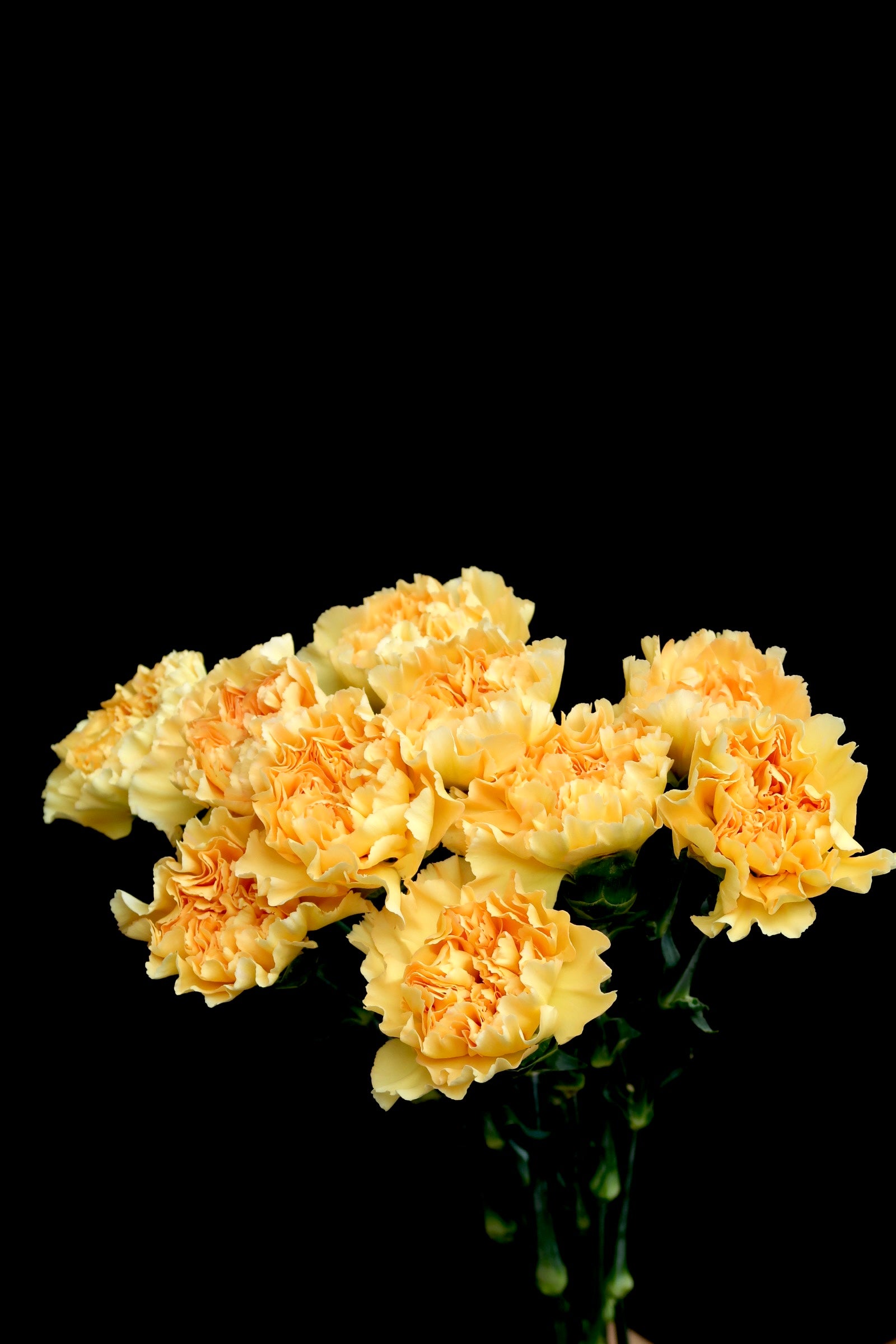 Carnation - Orange Light