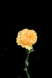 Carnation - Orange Light