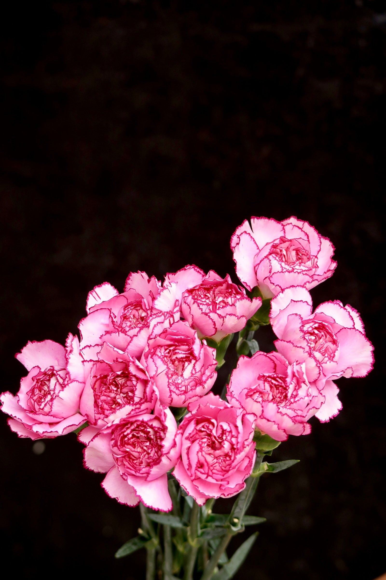 Carnation - ZiXia Fairy