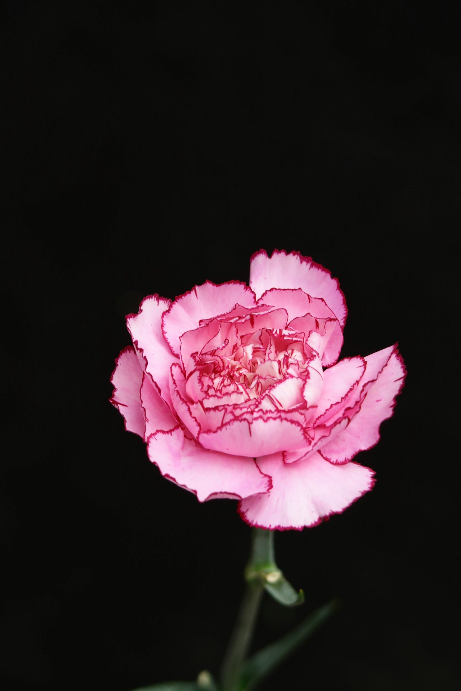 Carnation - ZiXia Fairy