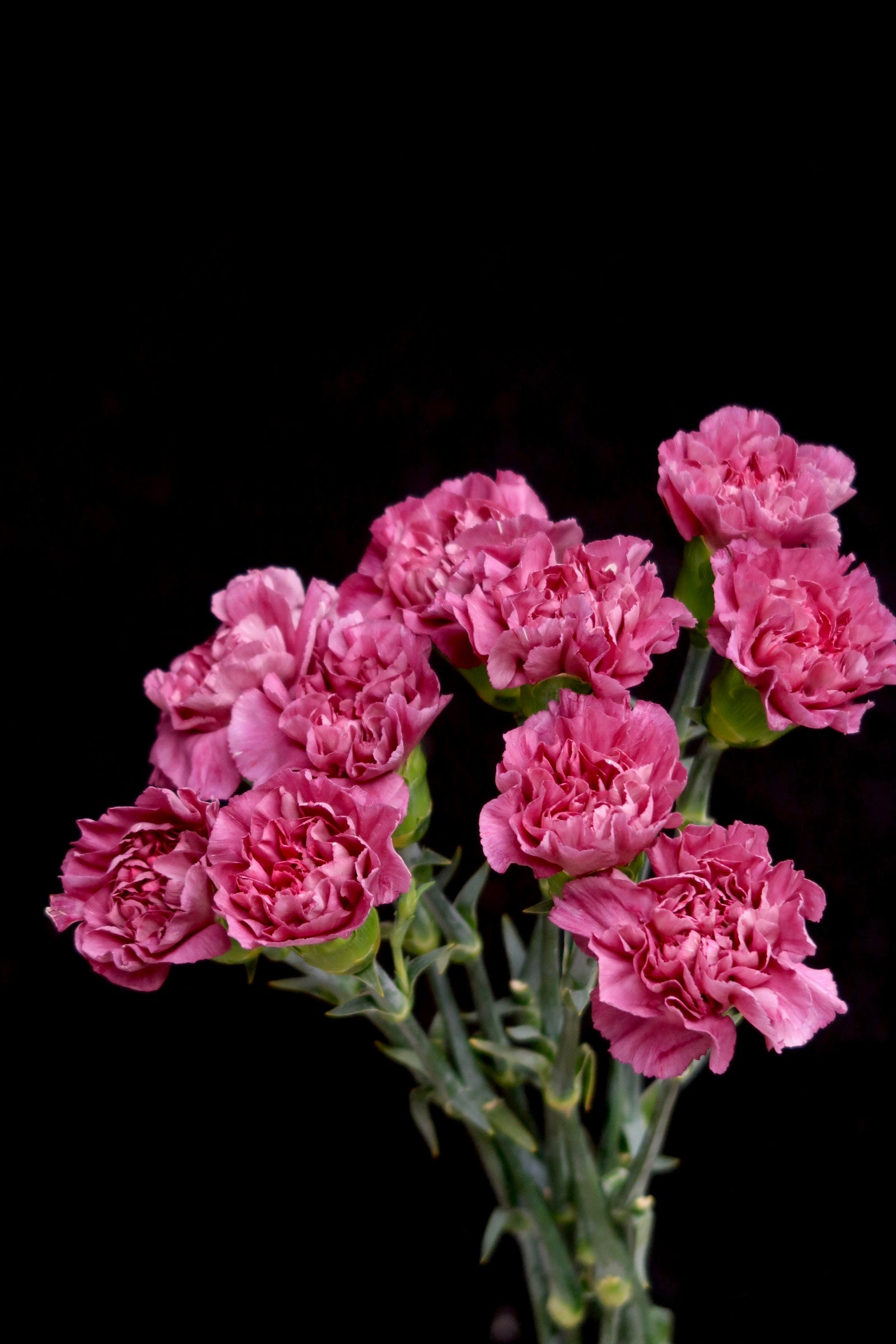 Carnation - Wild Horse