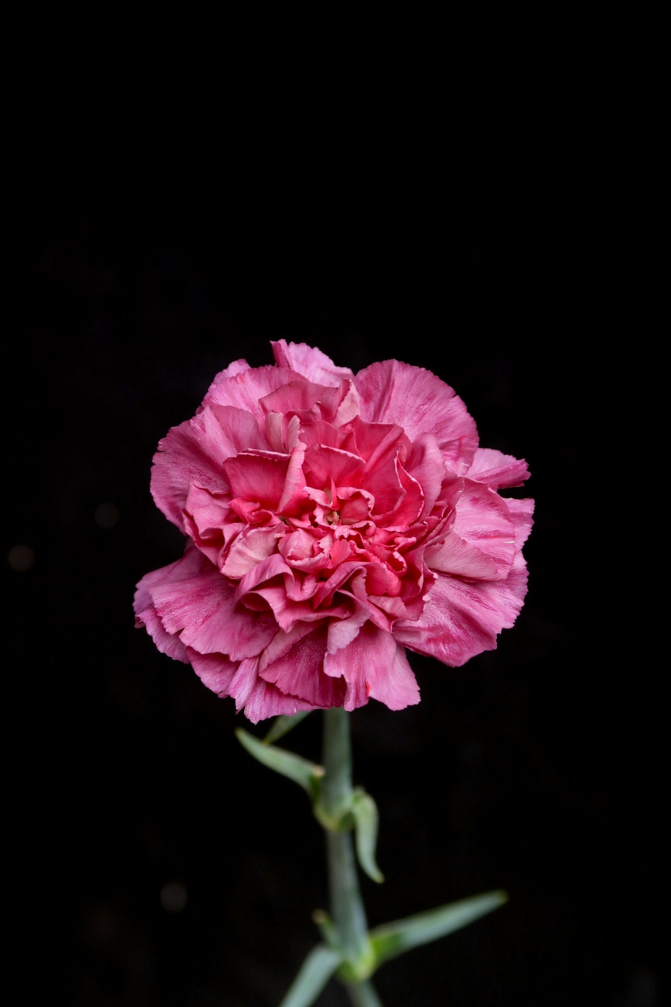 Carnation - Wild Horse
