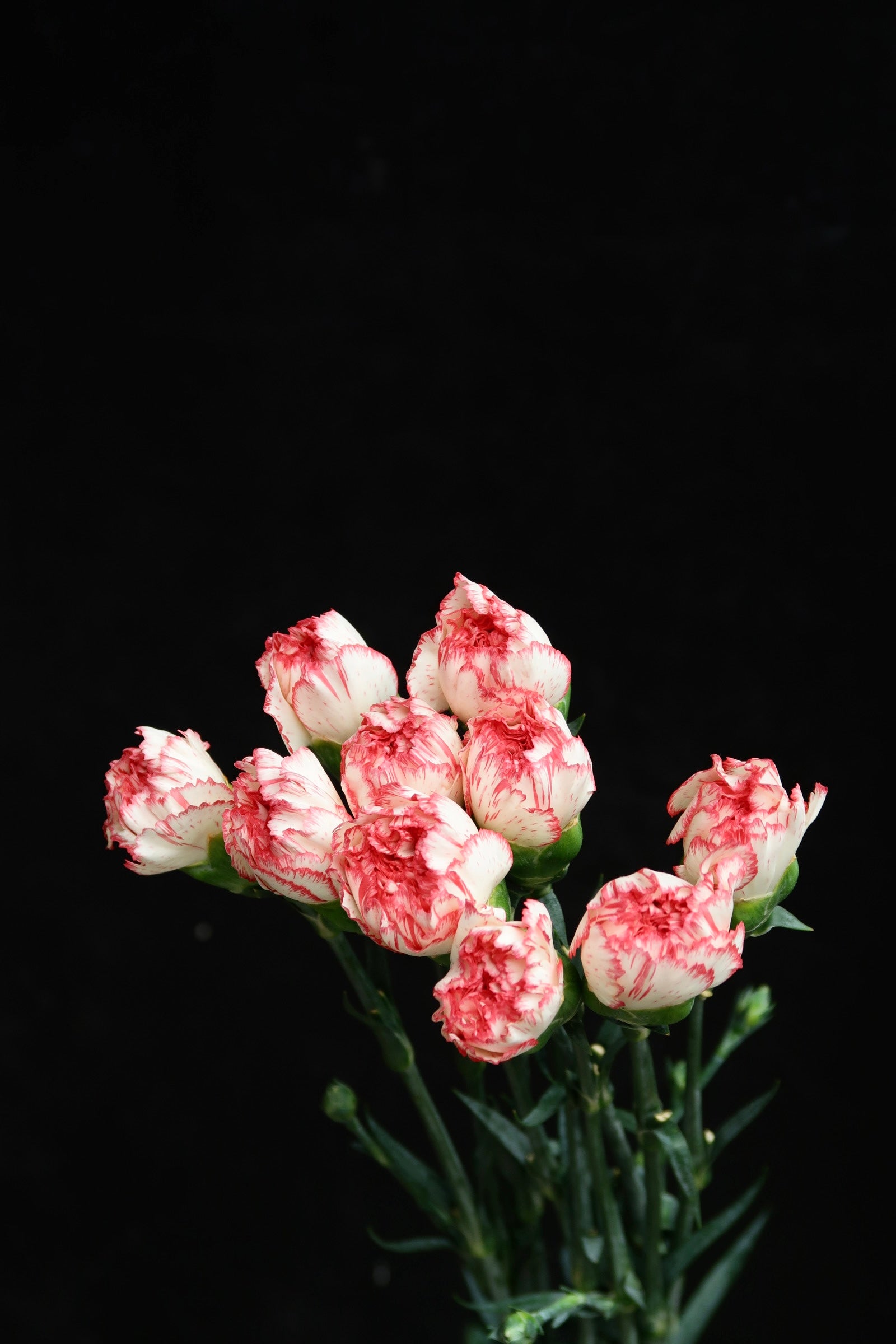 Carnation - White/Red