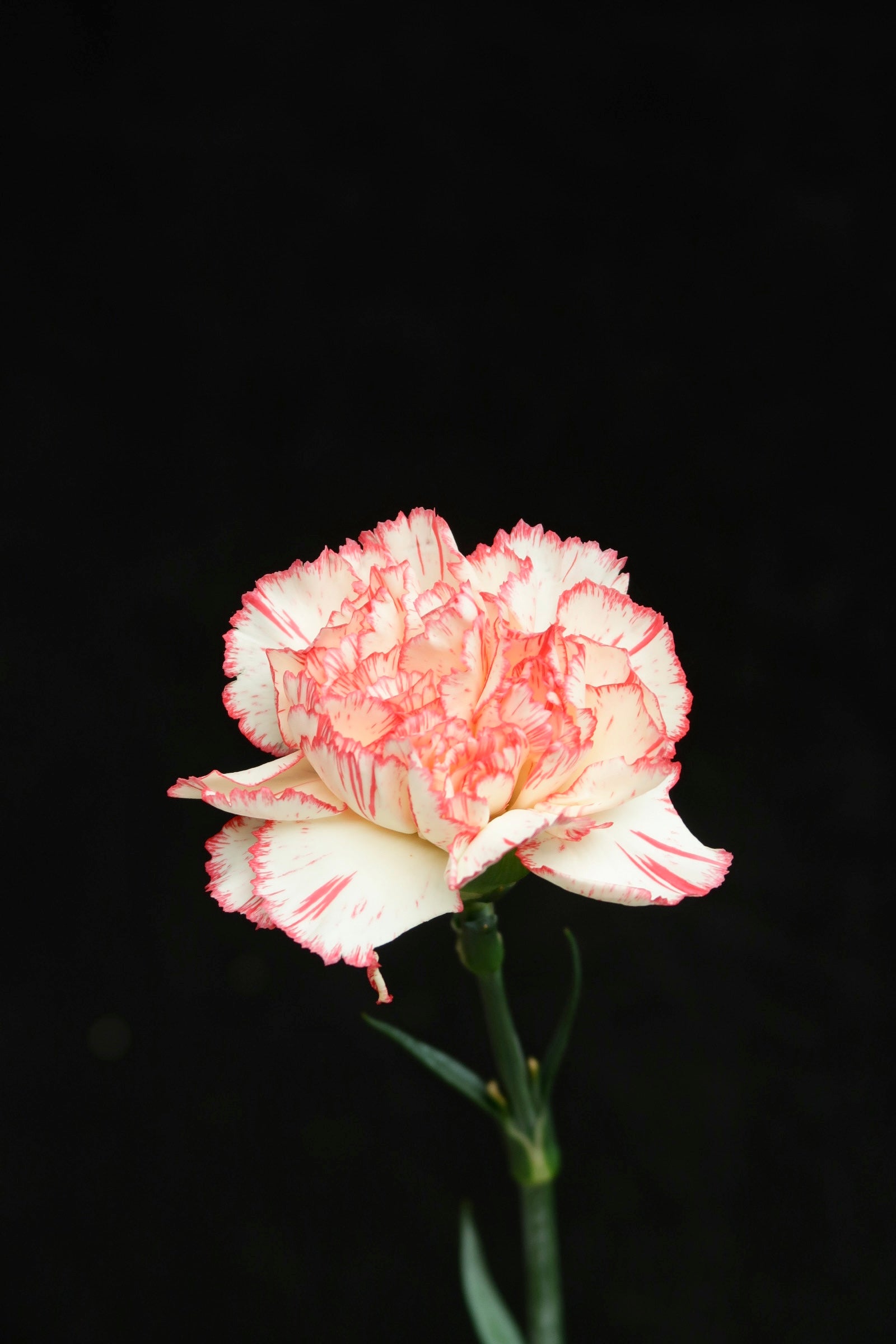 Carnation - White/Red