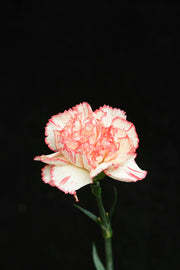 Carnation - White/Red