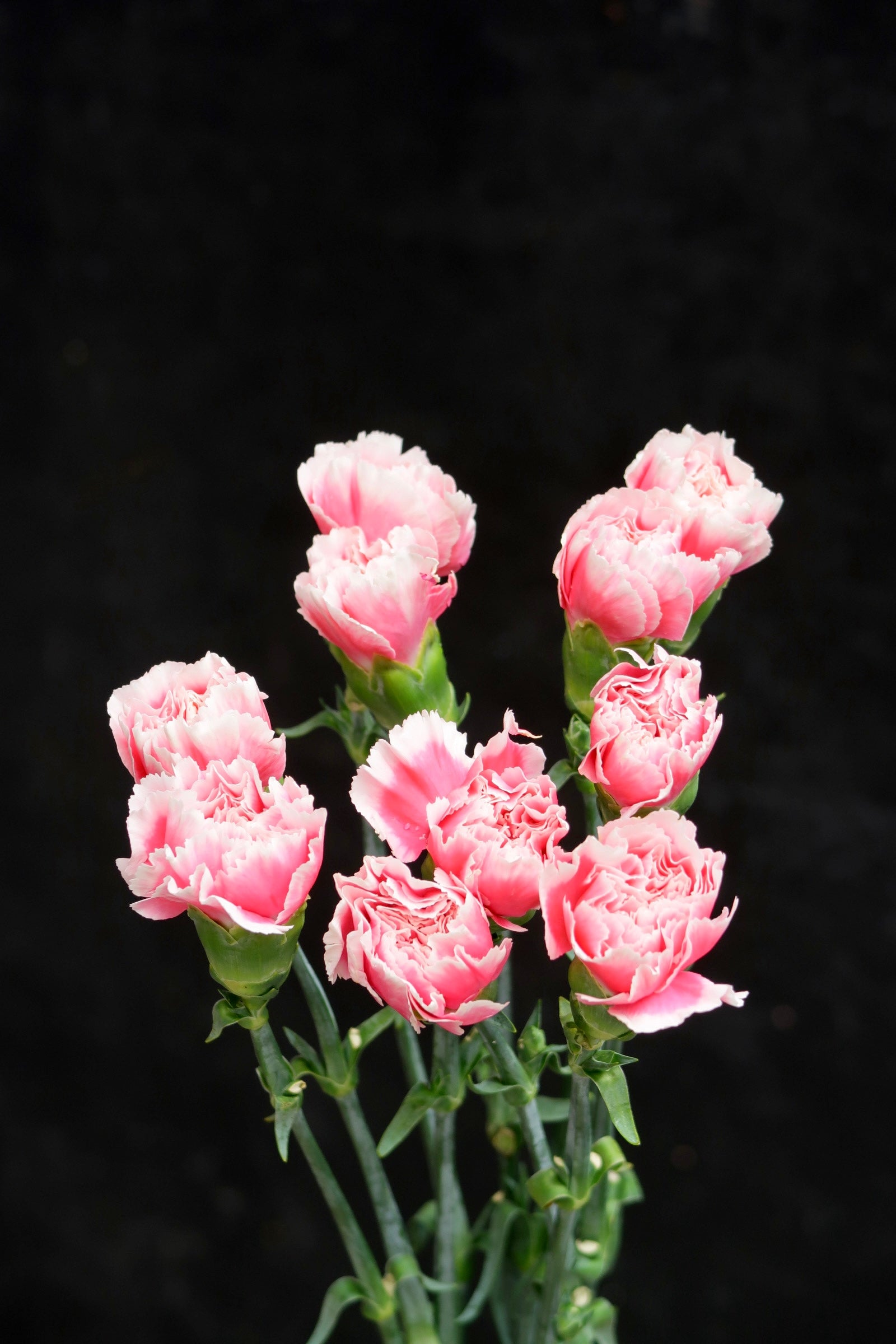 Carnation - Pink/White
