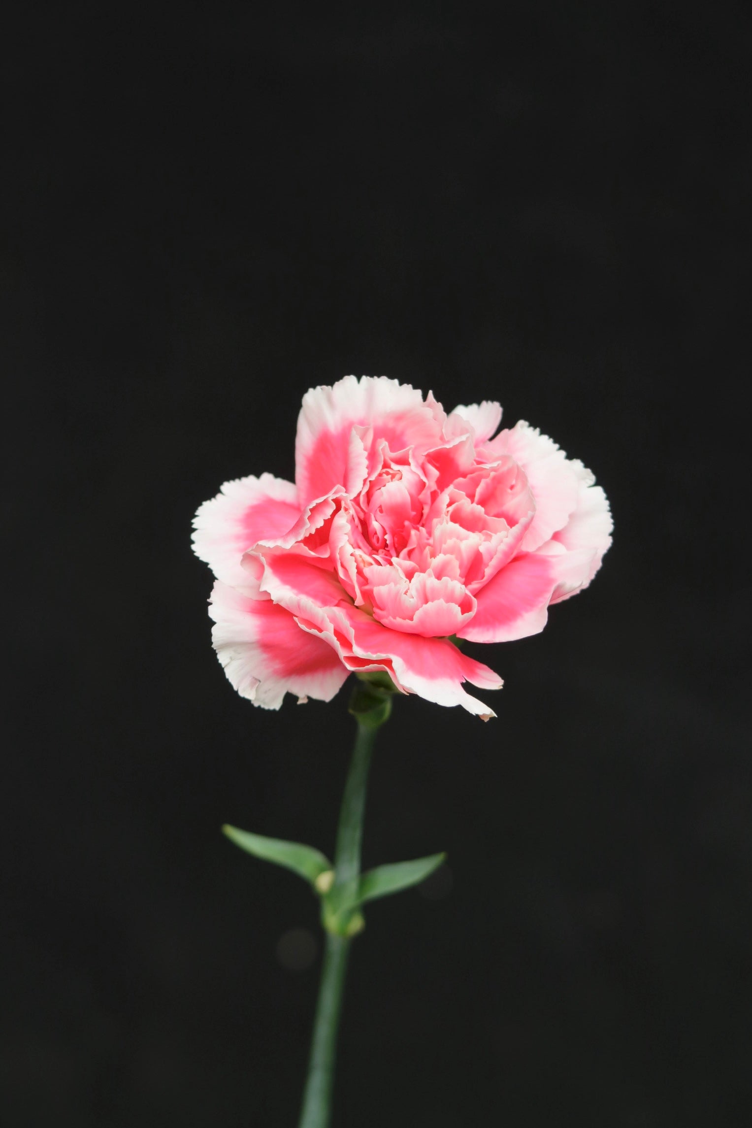 Carnation - Pink/White