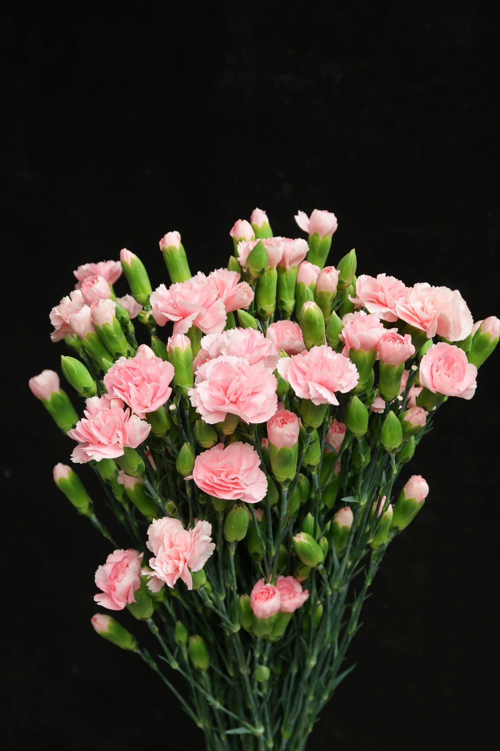 Spray Carnation - Light Pink