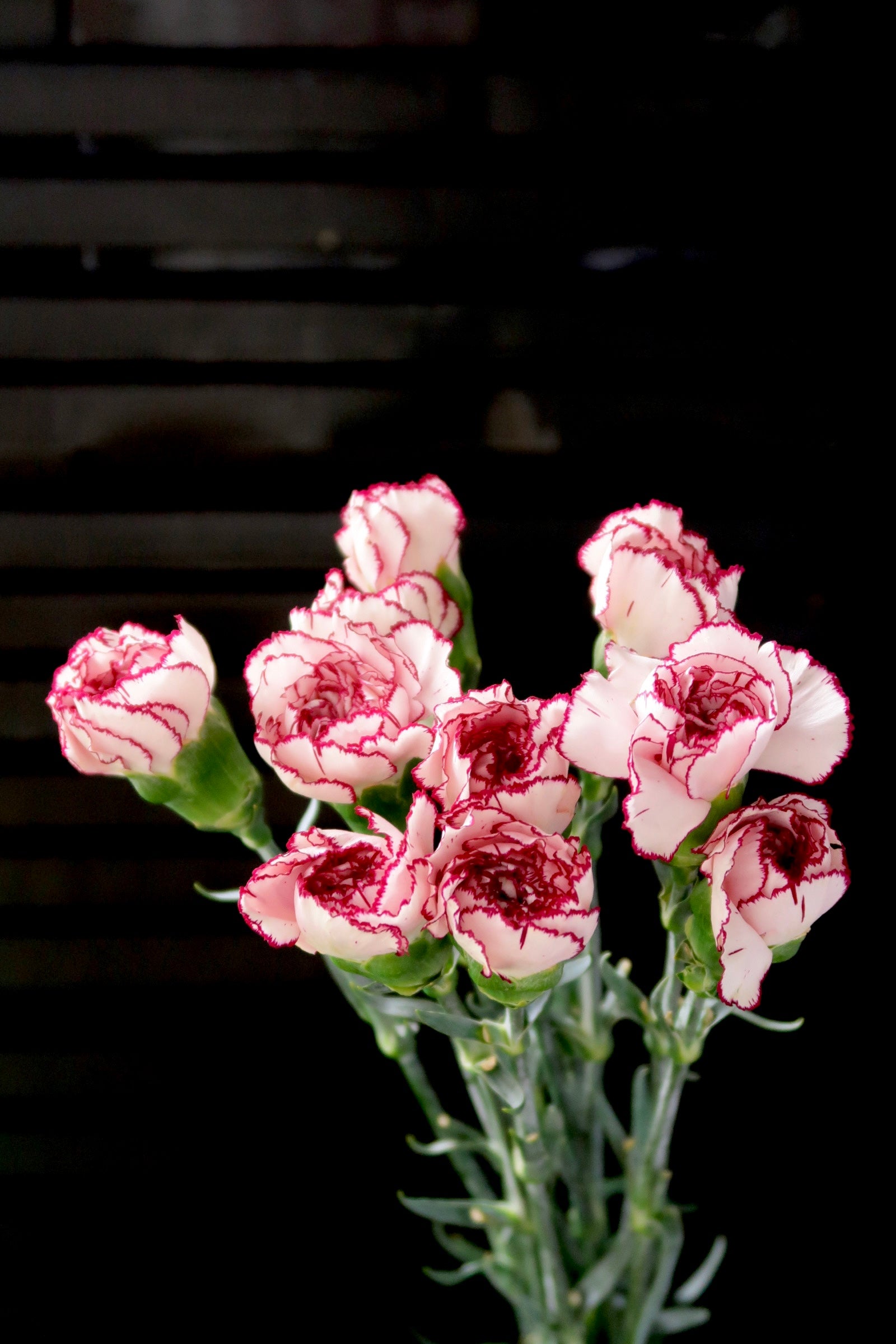 Carnation - Purple Fairy