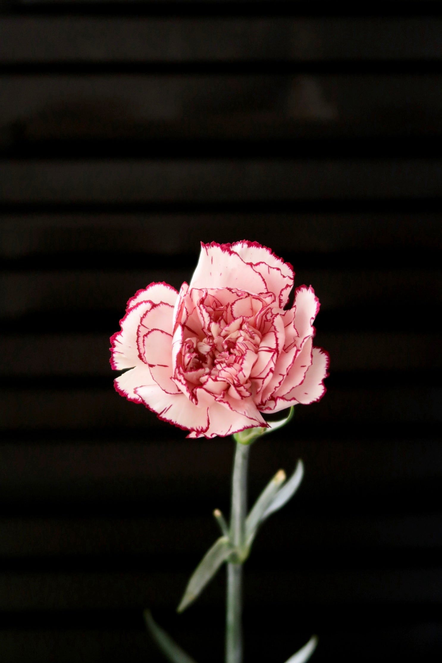 Carnation - Purple Fairy