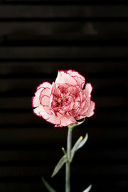 Carnation - Purple Fairy