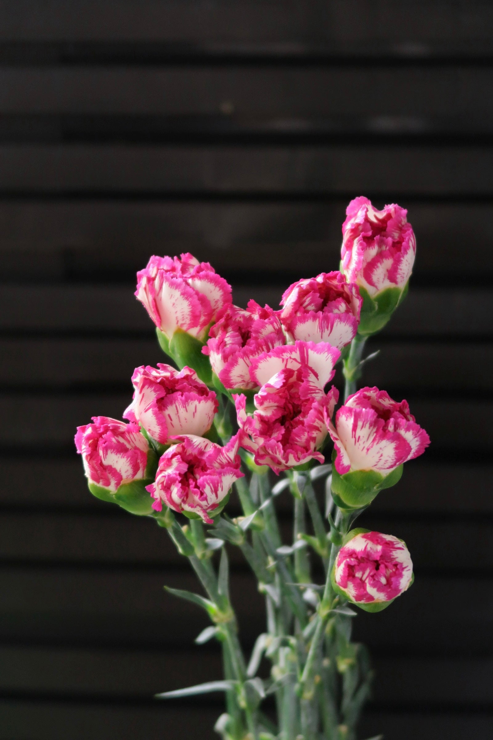 Carnation - White/Purple