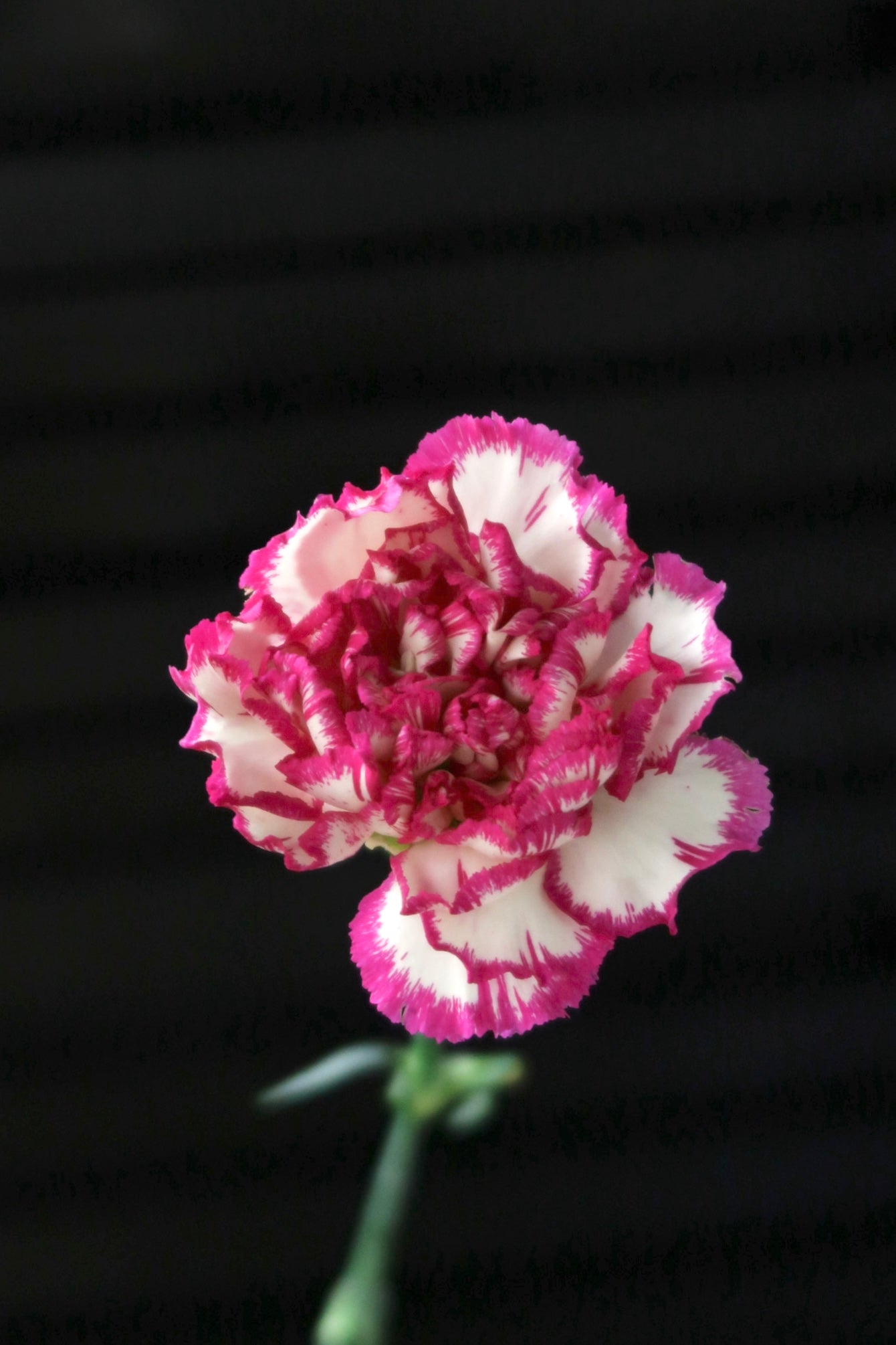 Carnation - White/Purple