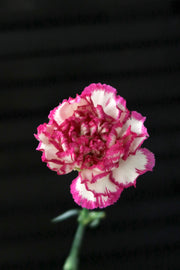 Carnation - White/Purple