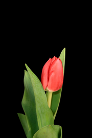 Tulip - Red